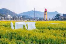 吸引超數(shù)萬次游客打卡！稅務(wù)場村網(wǎng)紅七彩油菜花文化節(jié)“火”出圈