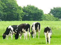 圣元奶粉對比飛鶴奶粉，哪個更好？買奶粉還是得了解這些方面
