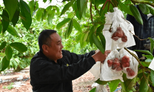 3月30-31日，2023年海南瓜果菜（海口經(jīng)濟圈）產(chǎn)銷對接會來了！