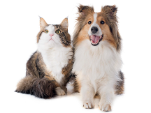 養(yǎng)寵家庭異味難聞？倔強尾巴寵物噴霧劑來幫忙！