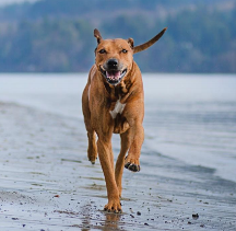 從狗狗飲食天性出發(fā)，解析原始獵食渴望狗糧究竟好在哪!
