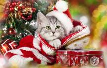 浴寵時光：隨到隨洗，時間自由，絕不猶豫