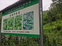 富硒食品，助力健康生活