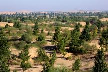 從“死亡之海”到“一片綠洲”，庫布其治沙有何秘訣？