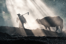 上海三思立體育苗系統(tǒng)Vertical X打造“不見光”人工農(nóng)場(chǎng) 