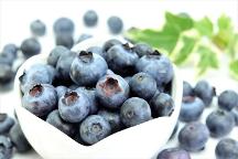 果香四溢 莓好云南 2024年中國小漿果大會暨首屆云南藍莓大會即將開幕！